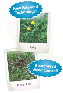 Fiesta Weed Control Available in Ottawa